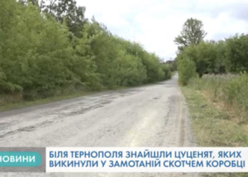 Неподалік Тернополя знайшли двох цуценят (Відео)