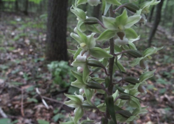 “Зелена орхідея”: на Тернопільщині у заповіднику почала цвісти рідкісна рослина