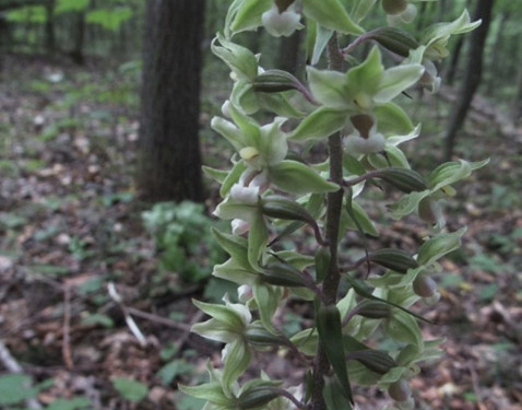 “Зелена орхідея”: на Тернопільщині у заповіднику почала цвісти рідкісна рослина