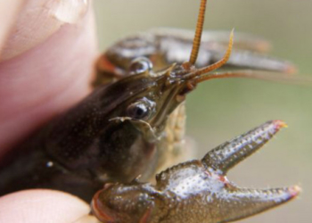 Тернополянам повідомили про новий вид штрафів