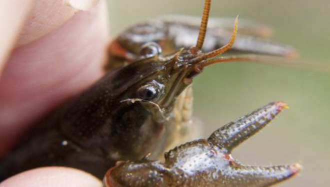 Тернополянам повідомили про новий вид штрафів