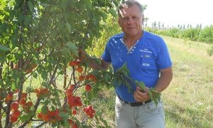 Абрикосовий рай в селі на Тернопільщині
