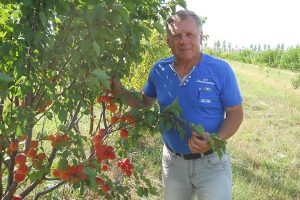 Абрикосовий рай в селі на Тернопільщині