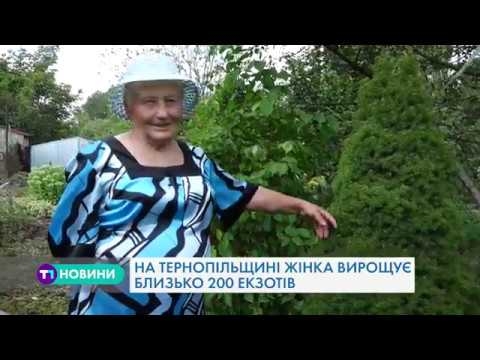 Колекцію заморських дерев, кущів та квітів, які лікують від різних захворювань, вирощує тернополянка