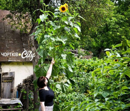 “Сягає чотирьох метрів”: на одному з подвір’їв на Тернопільщині росте гігантський сонях
