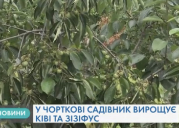 Півтисячі екзотичних дерев вирощує Іван Мерлавський з Чорткова