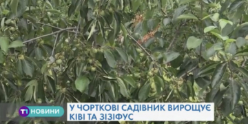Півтисячі екзотичних дерев вирощує Іван Мерлавський з Чорткова