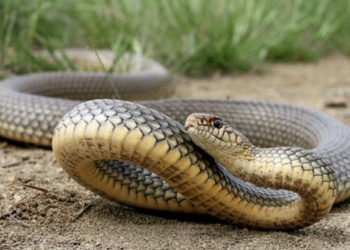 У Тернопільській області жінку на городі вкусила змія