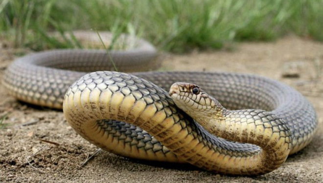 У Тернопільській області жінку на городі вкусила змія