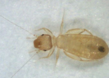 У квартирі тернополянки завелися пилові воші