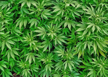 В Тернополі гвардійці застали чоловіка, який курив марихуану посеред вулиці