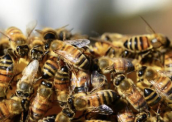 Поблизу Тернополя на чоловіка у потязі напали дикі бджоли