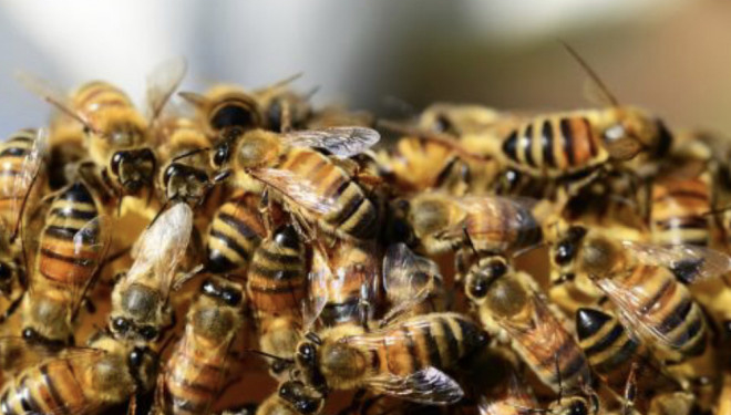 Поблизу Тернополя на чоловіка у потязі напали дикі бджоли