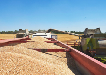 «Контінентал» зібрав урожай ранніх зернових