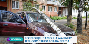 У дворі будинку в Тернополі на автомобіль впала береза