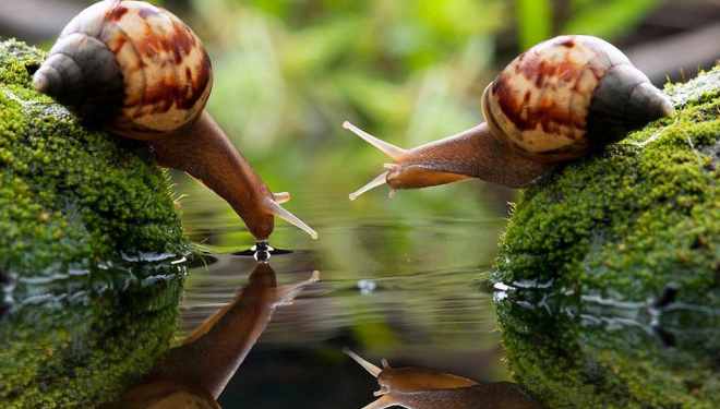 Родина з Тернопільщини постачає делікатеси на столики елітних європейських ресторанів