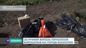 50-річний житель Тернопільського району вирощував біля хати нарковмісні рослини