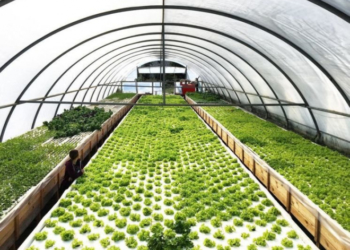 Молоде подружжя єдине на Тернопільщині вирощує салат та їстівні квіти без ґрунту (Фото)