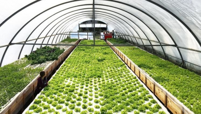 Молоде подружжя єдине на Тернопільщині вирощує салат та їстівні квіти без ґрунту (Фото)