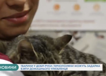 Тварини у добрі руки: тернополяни можуть задарма взяти домашнього улюбленця