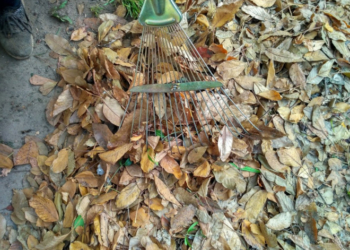 Вулиці Тернополя прибирають від листя