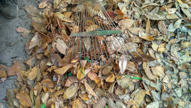 Вулиці Тернополя прибирають від листя