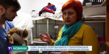 У Тернополі проводять унікальні пластичні операції для… тварин