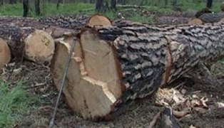 Лісорубні квитки, онлайн-картки рубок деревини: на Тернопільщині нововедення