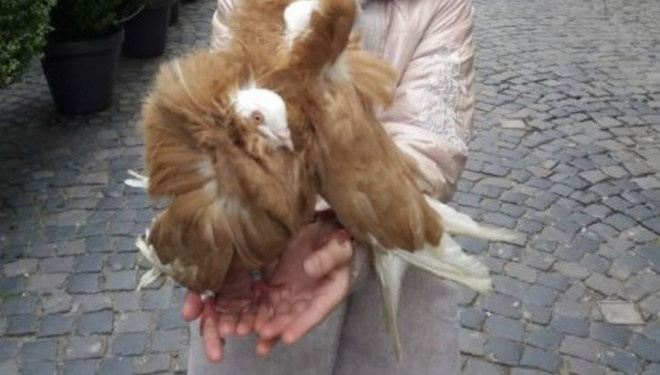 Як у центрі Тернополя “розводять” людей