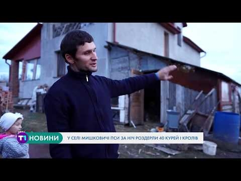 Переполох у Мишковичах: серед ночі в людей роздерли кролів та курей (Відео)