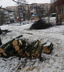 У Тернополі тривають роботи по санітарній обрізці дерев