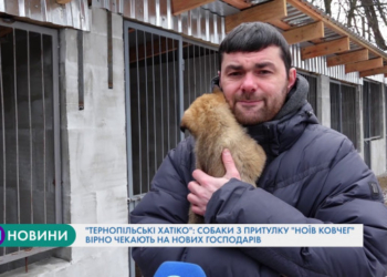 Собаки з притулку “Ноїв ковчег” вірно чекають на нових господарів
