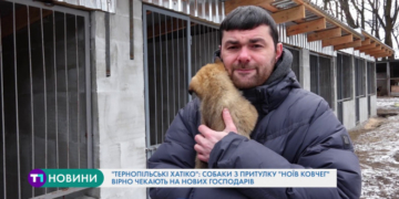 Собаки з притулку “Ноїв ковчег” вірно чекають на нових господарів