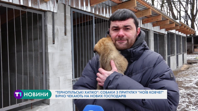 Собаки з притулку “Ноїв ковчег” вірно чекають на нових господарів