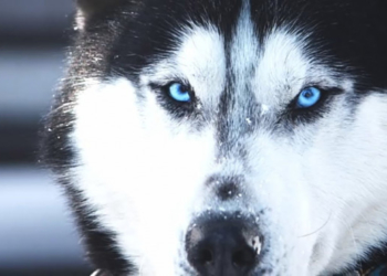 У Тернополі собака покусав школяра