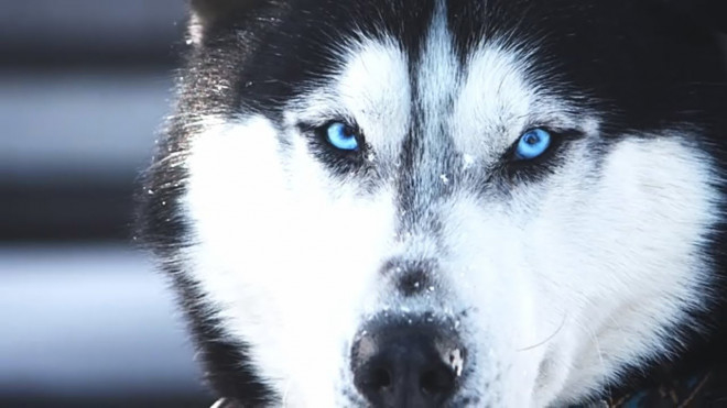 У Тернополі собака покусав школяра