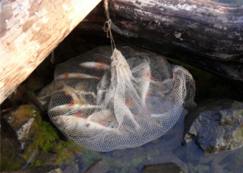 На Тернопільщині браконьєри виловлювали рибу сітками