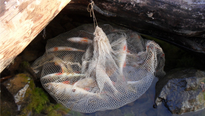 На Тернопільщині браконьєри виловлювали рибу сітками