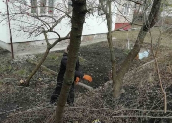 У Тернополі триває санітарна обрізка дерев на прибудинкових територіях