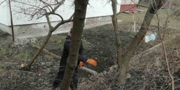 У Тернополі триває санітарна обрізка дерев на прибудинкових територіях