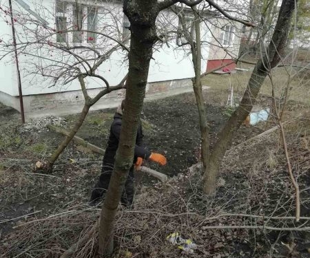 У Тернополі триває санітарна обрізка дерев на прибудинкових територіях