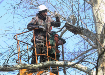 Хто і чому обрізає дерева у тернопільських парках?