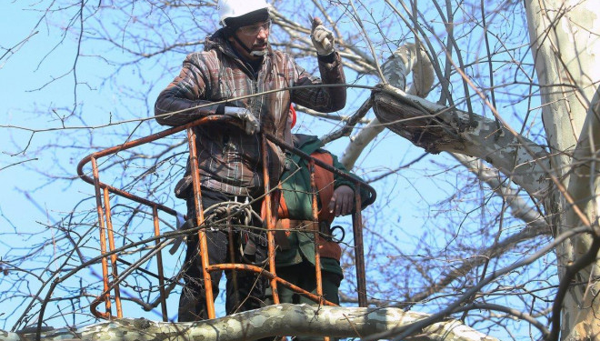 Хто і чому обрізає дерева у тернопільських парках?
