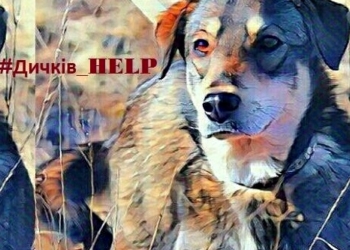 Безпритульні тварини: куди звертатися тернополянам?