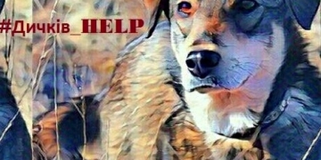 Безпритульні тварини: куди звертатися тернополянам?