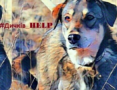 Безпритульні тварини: куди звертатися тернополянам?