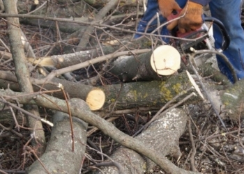 У Тернопільських парках обрізають сухостійні та аварійні дерева