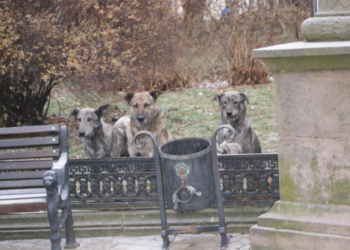 У Тернополі питаннями безпритульних тварин займається організація «Дичків ХЕЛП»