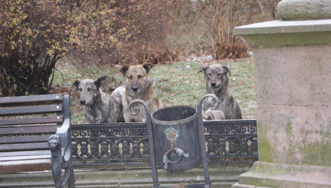 У Тернополі питаннями безпритульних тварин займається організація «Дичків ХЕЛП»
