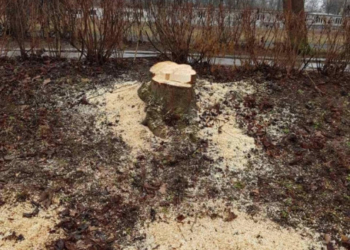 У Тернополі без дозволу зрізали каштан